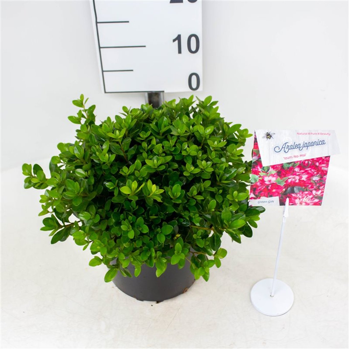 Rhododendron – Rhododendron (AJ); 'Izumi-no-mai' - C4 25-30 CM